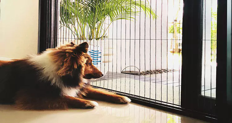 Sliding Screen Pet Door Repair in West Lealman, FL