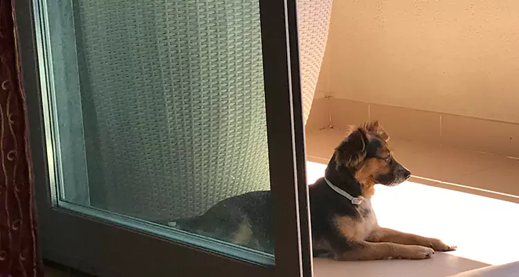 French Door Pet Screen Repair in West Lealman, FL